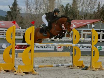 Castrone pfs pony francese da sella in vendita 2015 baio