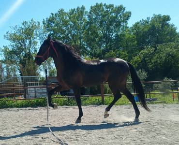 Elegant cheval espagnol à vendre