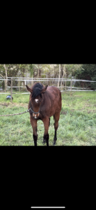 Pouliche ps yearling