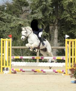 Gelding french saddle pony for sale 2010 white