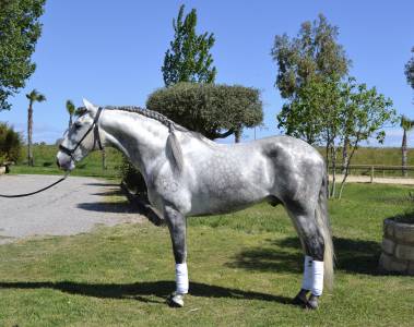 Entire pre pure spanish bred for sale 2020 grey