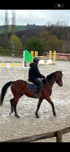 Gelding french trotter for sale 2020 bay