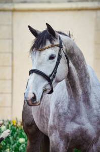 Mare irish sport horse for sale 2020 grey
