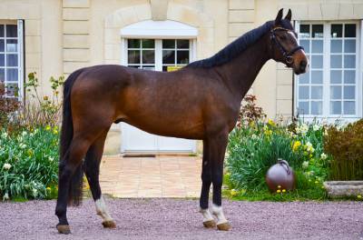 Castrone kwpn cavallo da sport neerlandese in vendita 2020 baio