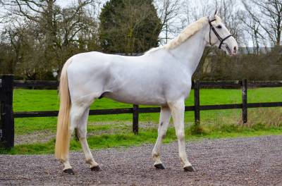 Gelding aes anglo european studbook for sale 2014 white