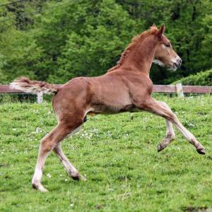 Veulen (ml) Belgisch sportpaard Te koop 2024 Vos ,  PEGASE VAN'T RUYTERSHOF
