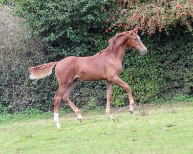 Colt sBs Belgian Warmblood For sale 2024 Chesnut