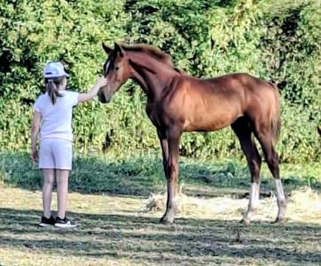 Prometteur fils de kassander v't roosakker