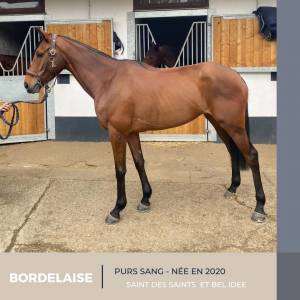 Broodmare thoroughbred for sale 2020 bay