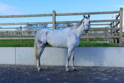 Mare german warmblood for sale 2018 white