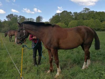Gelding french trotter for sale 2012 chesnut