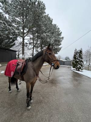 Cavalla pfs pony francese da sella in vendita 2018 baio ,  rayan d'hurl'vent
