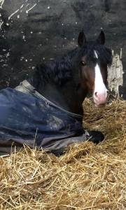Gelding french saddle pony for sale 2019 bay