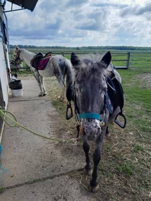 Promenade à poneys 