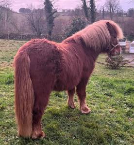 Stallion shetland pony for sale 2020 chesnut