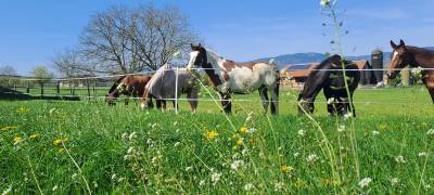 Stabulation libre pour chevaux 
