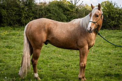 Gelding other horse breed for sale 2021 palomino