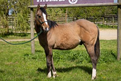 Castrone paint horse in vendita 2023 dun