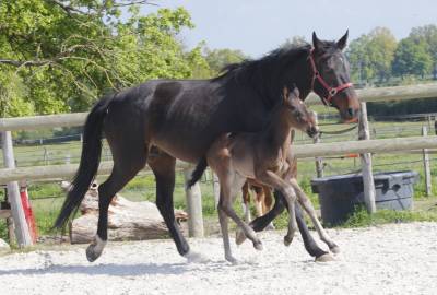 Exceptionnel foal sf 