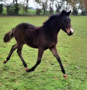 Puledro pfs pony francese da sella in vendita 2023 baio ,  hilkens black delight