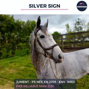 Magnifique jument ps grise - silver sign - 5 ans 