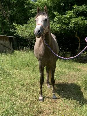 Filly arabian thoroughbred for sale 2019 grey