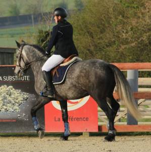 Gelding other horse breed for sale 2018 grey