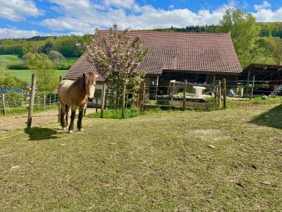 Paarden boerderij koop fribourg