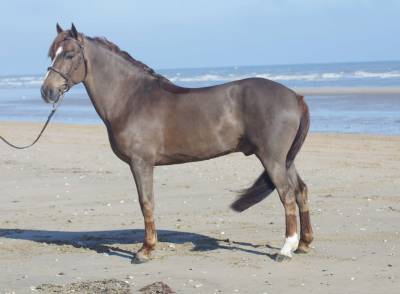 Entire french saddle pony for sale 2018 liver chestnut