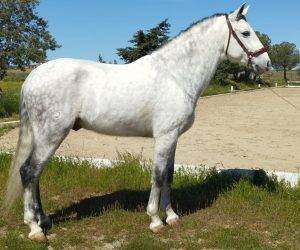 Gelding pre pure spanish bred for sale 2014 grey