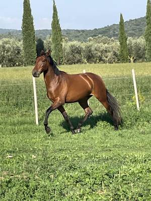 Chevaux PRE Pure Race Espagnole Bai a vendre Equirodi France