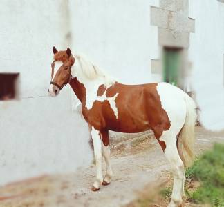 Poni d paint horse