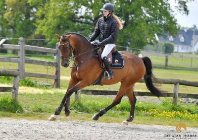 Mare BWP Belgian Warmblood For sale 2019 Bay