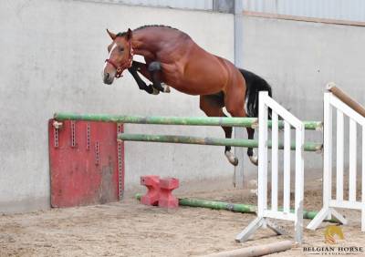 Stallone BWP Cavallo da Sangue Belgio In vendita 2021 Baio