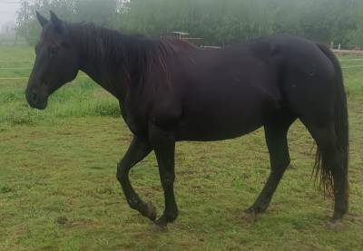 Jument quarter horse pp noir 