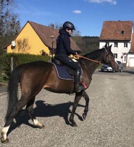 Mare thoroughbred for sale 2019 bay
