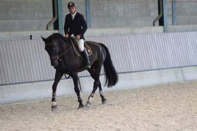 Ruin belgisch sportpaard te koop 2007 zwart