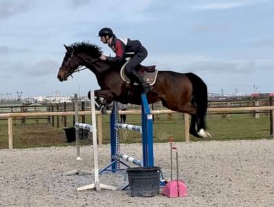 Pension travail cheval cavalier cso + sorties concours