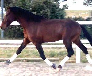 Galardon:un jeune cheval exceptionnel.