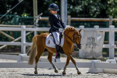 Hengst Welsh Pony (Section A) Te koop 2008 Vos