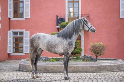 Gelding PRE Pure Spanish Bred For sale 2020 Grey