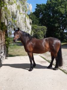 Castrone kwpn cavallo da sport neerlandese in vendita 2012 baio scuro ,  edison kwpn
