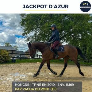 Gelding french trotter for sale 2019 bay