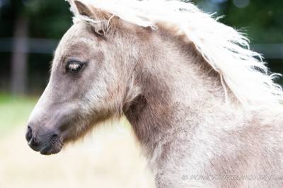 Filly Shetland Pony For sale 2024 Chesnut