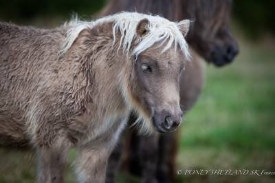 Puledra shetland in vendita 2024 sauro ,  kel star du centaure