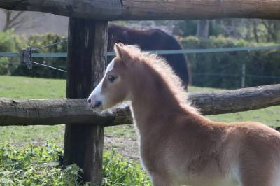 Pouliche welsh a palomino