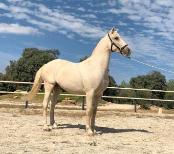 Precioso caballo lusitano perla 161cm