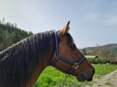 Magnifique étalon quarter horse pp