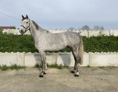 Castrone bwp cavallo da sangue belgio in vendita 2018 grigio