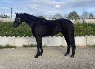 Castrone kwpn cavallo da sport neerlandese in vendita 2018 nero